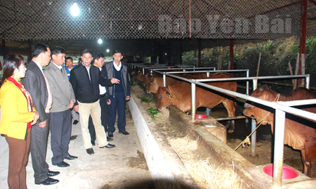 Mô hình trang trại chăn nuôi bò bán công nghiệp kết hợp đào ao thả cá và trồng rừng của gia đình ông Nguyễn Khắc Vân ở thôn Đồng Bưởi, thị trấn Mậu A, huyện Văn Yên mỗi năm cho thu nhập trên 1 tỷ đồng.